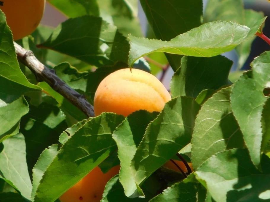 Maisonnette De Jardin Марсилия Екстериор снимка